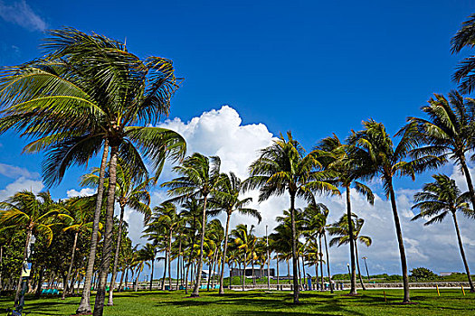 迈阿密海滩,海洋,大道,艺术装饰,地区,佛罗里达,美国,棕榈树