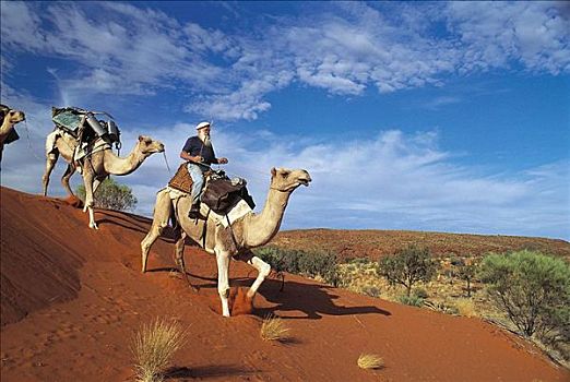 男人,背影,单峰骆驼,哺乳动物,骆驼,骑,驼队,彩虹,山谷,澳大利亚,动物