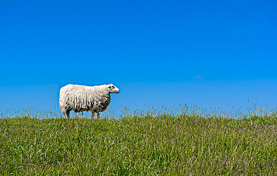绵羊,站立,堤岸,靠近,石荷州,德国,欧洲