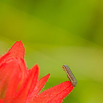 毛虫,红花