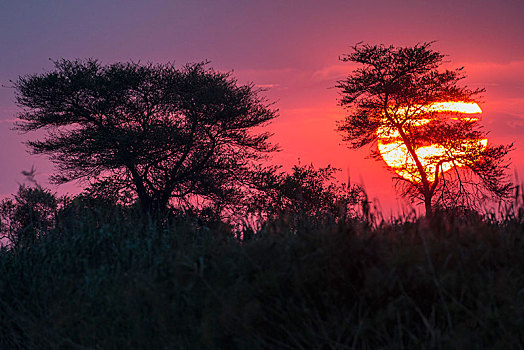 日落,宽渡河,细条,纳米比亚,非洲