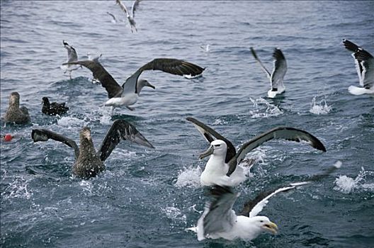 漂泊信天翁,海燕类,海鸥,新西兰