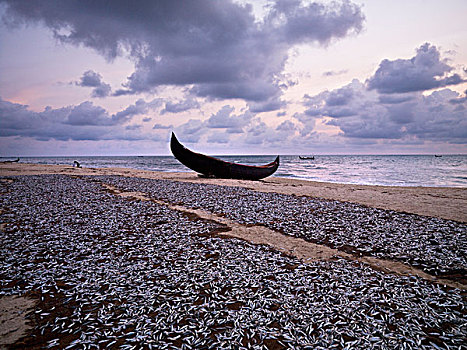沙丁鱼,弄干,垫子,海滩,独木舟,背景,阿拉伯海,喀拉拉,印度