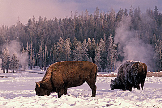 北美,美国,怀俄明,黄石国家公园,美洲野牛,觅食,冬天