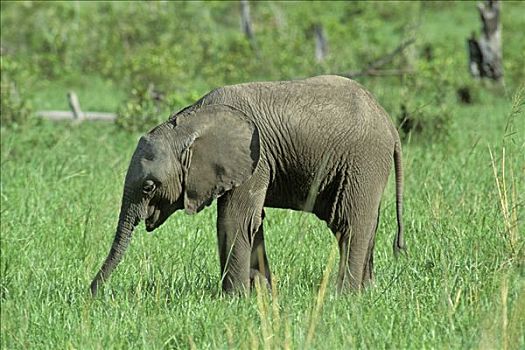 小象,非洲象,马赛马拉,肯尼亚