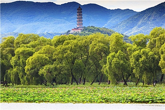 塔,荷花,花园,柳树,树,颐和园,北京,中国