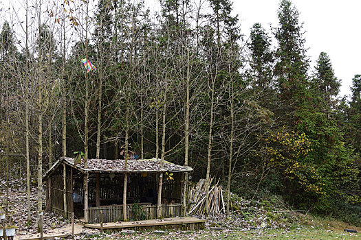 农村森林木屋