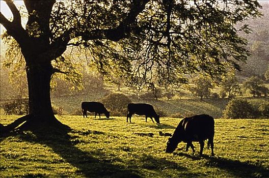 母牛,德贝郡,英格兰