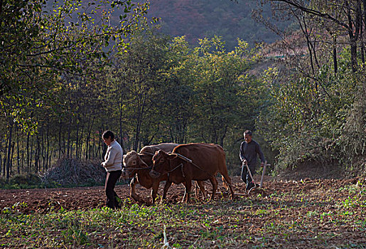 农民犁地