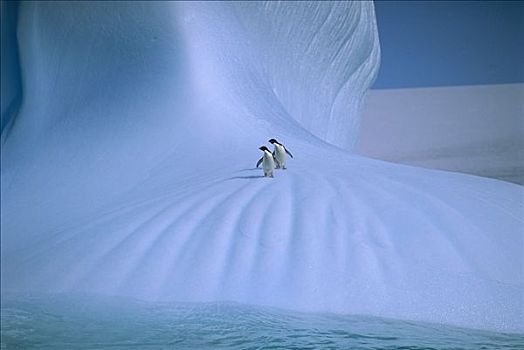阿德利企鹅,一对,冰山,南极