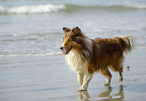 加拿大,不列颠哥伦比亚省,温哥华岛,喜乐蒂犬,走,海滩,大幅,尺寸