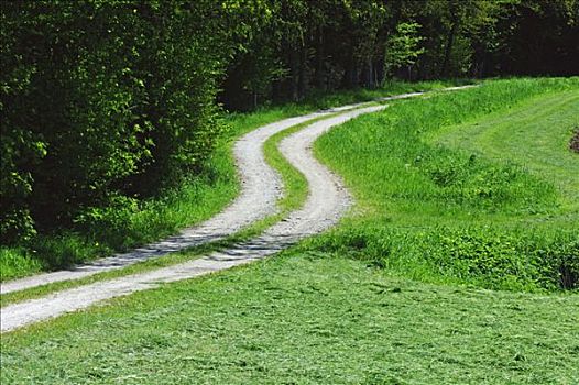 道路,树林,巴伐利亚,德国