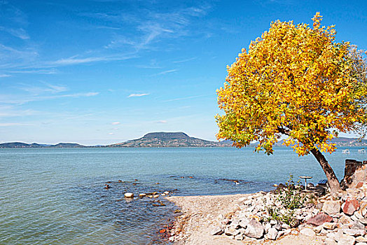 秋天,树,巴拉顿湖,匈牙利