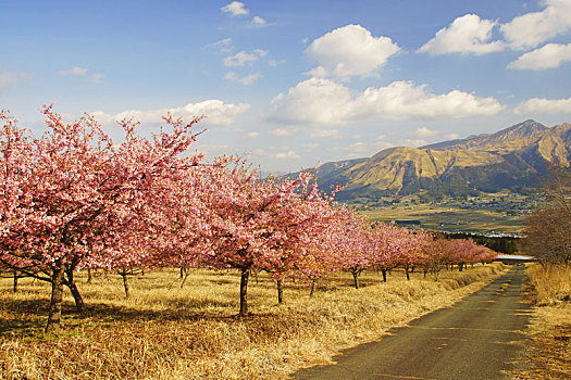 樱桃树,南