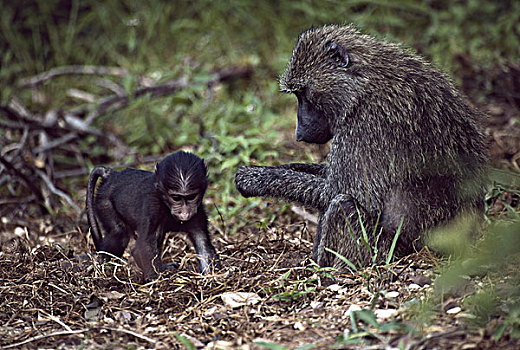 坦桑尼亚,冈贝河国家公园,东非狒狒,大幅,尺寸