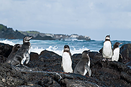 加拉帕戈斯,企鹅,加拉巴哥岛,成年,幼小,加拉帕戈斯群岛,厄瓜多尔