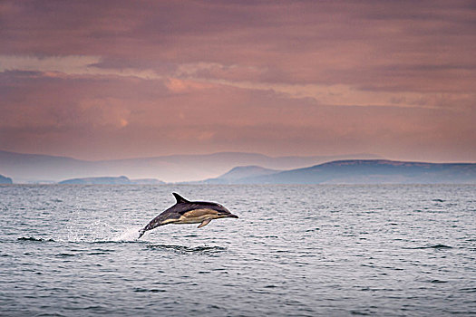 常见海豚,海豚属,水面急行,岛屿,爱尔兰