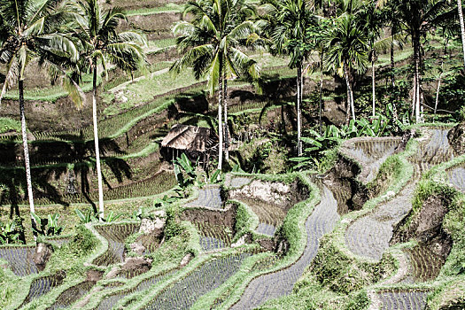 绿色,稻米梯田,巴厘岛,印度尼西亚