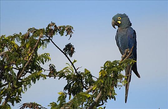 金刚鹦鹉,栖息,树上,幸存,巴西,南美