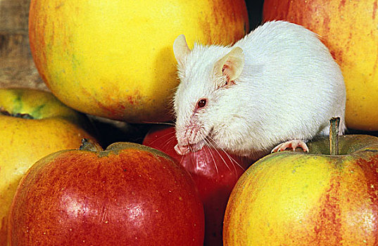 白鼠,小鼠,苹果