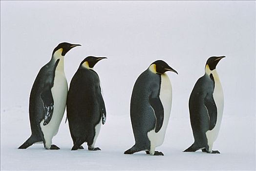 帝企鹅,四个,走,排列,威德尔海,南极