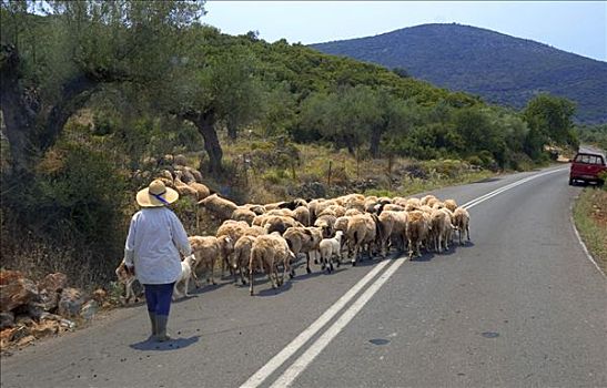 牧群,绵羊,途中,伯罗奔尼撒半岛,希腊
