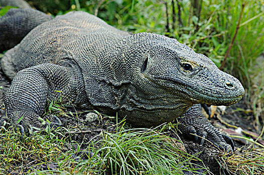 科摩多巨蜥,科摩多龙,印度尼西亚