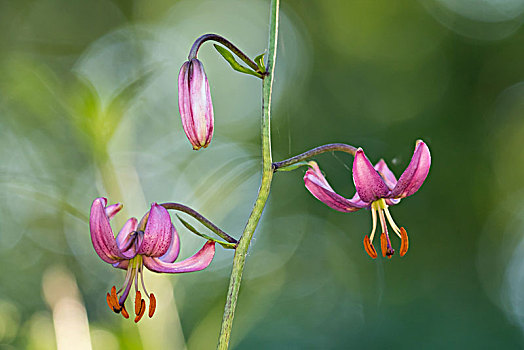 百合,黑森州,德国,欧洲