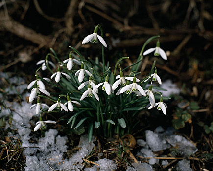 雪花莲