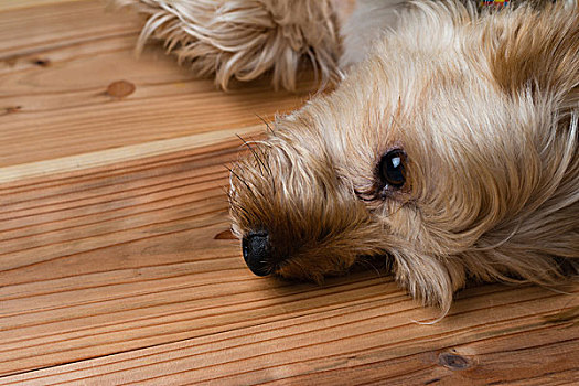 约克郡犬,卧,木地板