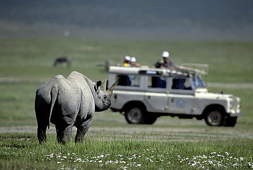 坦桑尼亚,恩戈罗恩戈罗火山口,游客,看,黑犀牛