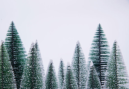 白色背景中的圣诞树雪松模型