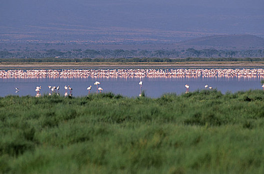 肯尼亚,安伯塞利国家公园,火烈鸟,湖