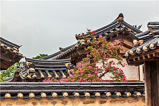 传统,老,韩国,建筑,树,花