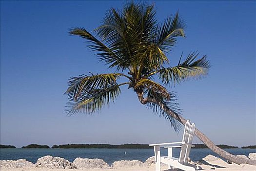 空,宽木躺椅,棕榈树,海滩