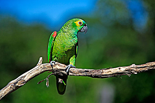 亚马逊河,鹦鹉,成年,栖息,枝条,潘塔纳尔,巴西,南美,北美