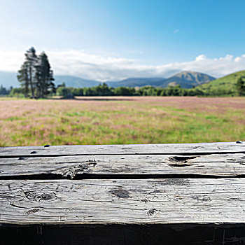 木地板,草场,夏天,晴天,新西兰