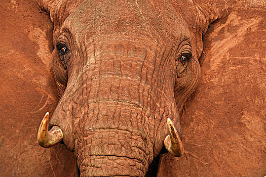 非洲象,色彩,红色,灰尘,头像,安伯塞利国家公园,肯尼亚,非洲