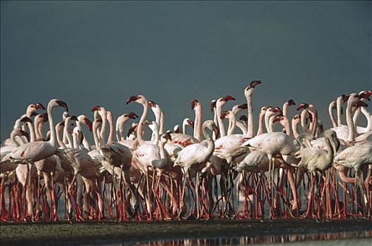 火烈鸟,成群,湿地,塞伦盖蒂国家公园,坦桑尼亚