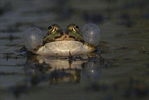 水蛙,蛙属