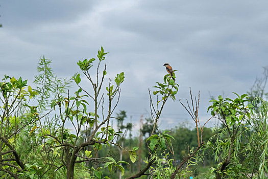 青龙湖湿地公园的枝头鸟