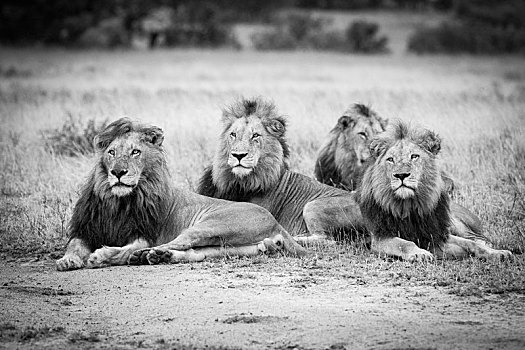 四个,雄性,狮子,卧,短小,褐色,草,看别处,黑白