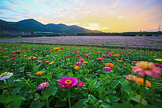 格桑花,波斯菊