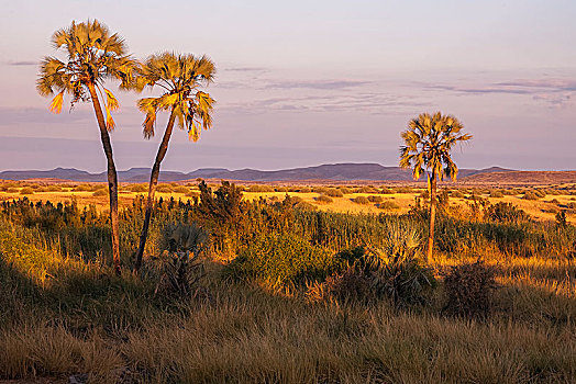 达马拉兰,棕榈树,区域,纳米比亚,非洲