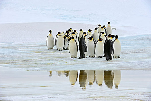 南极,威德尔海,雪丘岛,帝企鹅,迅速,冰,反射