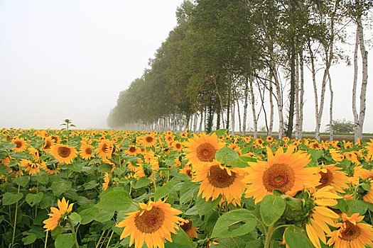 向日葵地,白桦