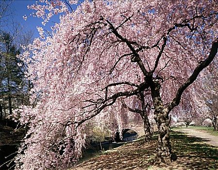 樱桃树,新泽西,美国