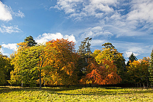 秋天,彩色,树,苏格兰边境,苏格兰