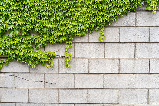 绿化背景墙