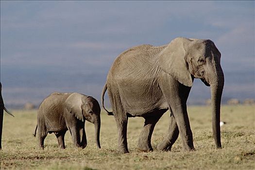 非洲象,肯尼亚